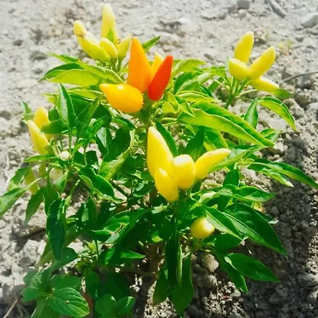 Szálloda Restaurant Emblema Petrelë